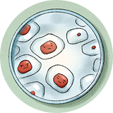 cells under microscope